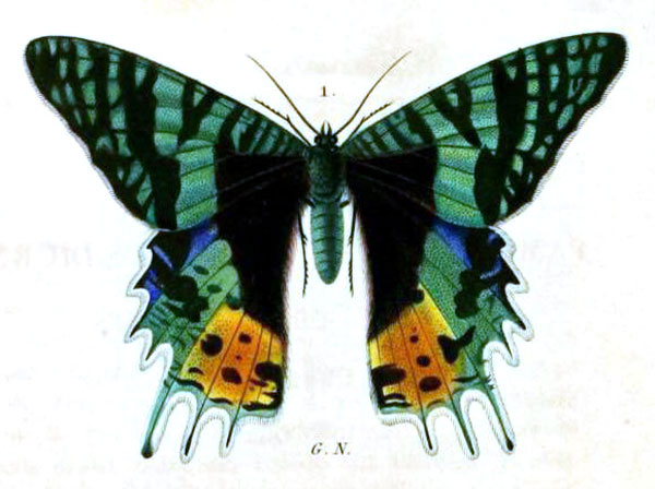 /filer/webapps/moths/media/images/M/madagascariensis_Chrysiridia_HT_Lesson_33a.jpg