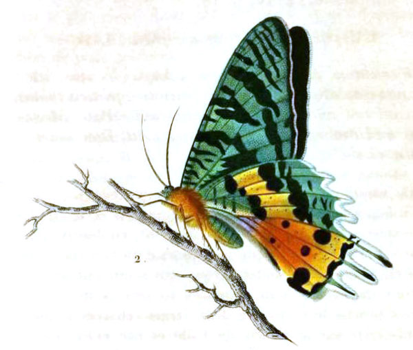 /filer/webapps/moths/media/images/M/madagascariensis_Chrysiridia_HT_Lesson_33b.jpg