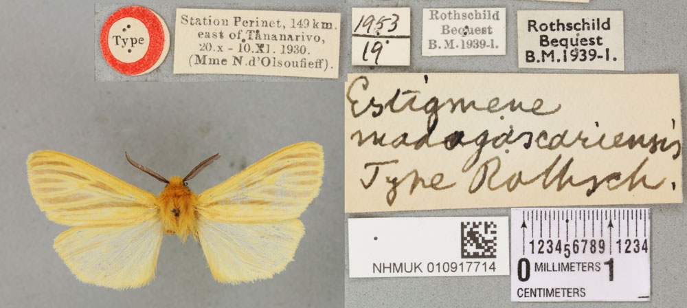 /filer/webapps/moths/media/images/M/madagascariensis_Estigmene_HT_BMNHa.jpg