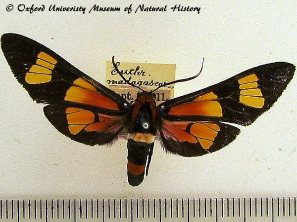 /filer/webapps/moths/media/images/M/madagascariensis_Euchromia_A_OUMNH_02.jpg