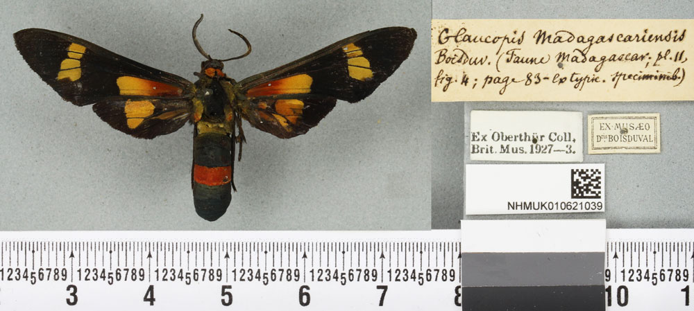/filer/webapps/moths/media/images/M/madagascariensis_Euchromia_ST_BMNHa.jpg
