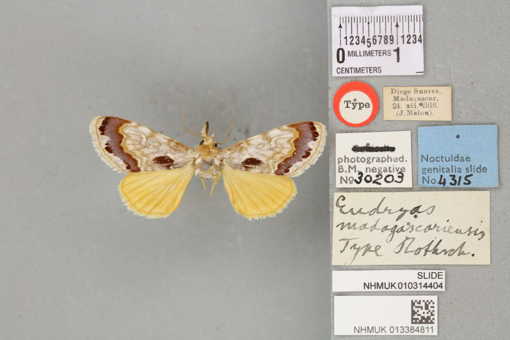 /filer/webapps/moths/media/images/M/madagascariensis_Eudryas_HT_BMNHa.jpg