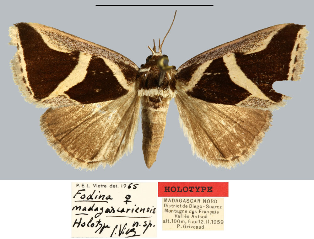 /filer/webapps/moths/media/images/M/madagascariensis_Fodina_HT_MNHN.jpg