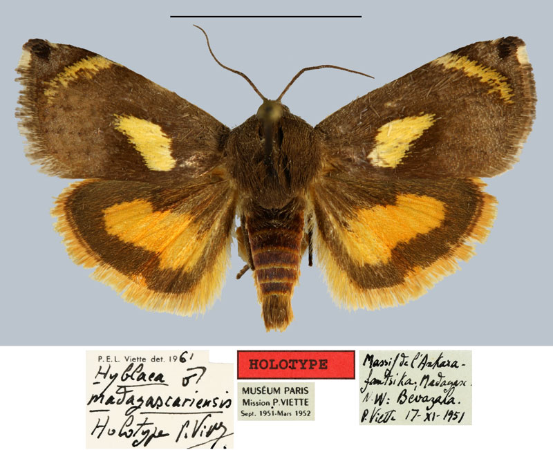 /filer/webapps/moths/media/images/M/madagascariensis_Hyblaea_HT_MNHNa.jpg