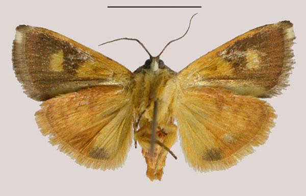 /filer/webapps/moths/media/images/M/madagascariensis_Hyblaea_HT_MNHNb.jpg