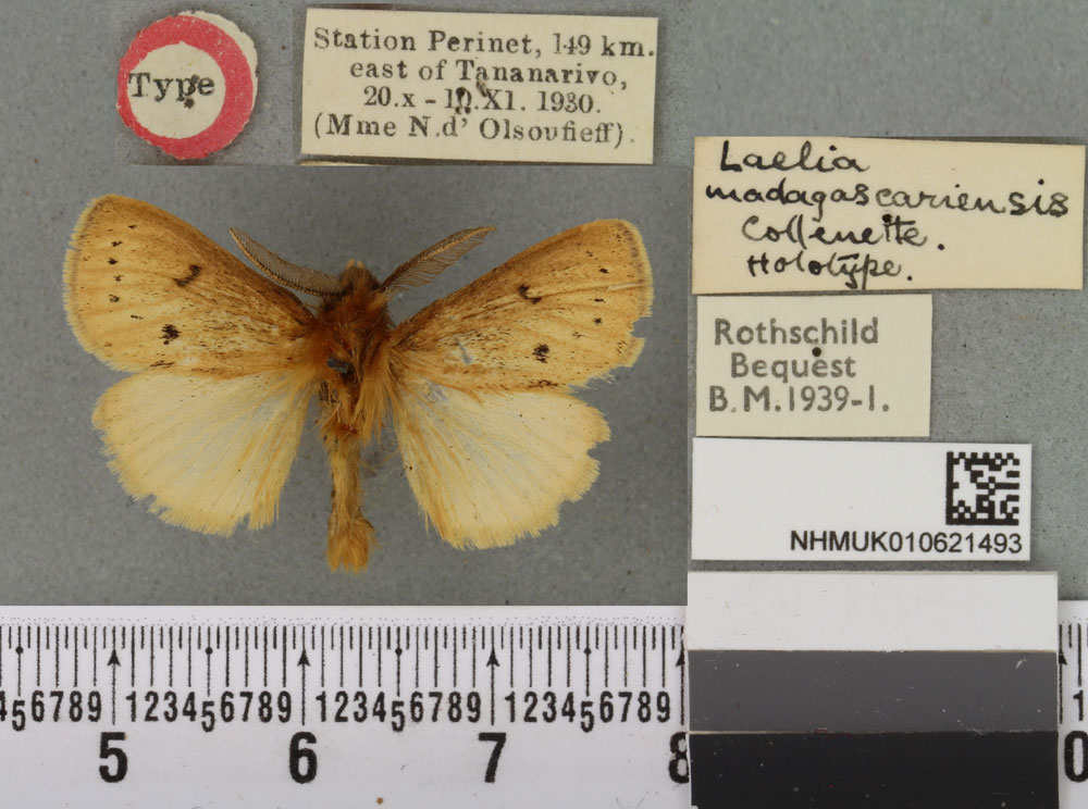 /filer/webapps/moths/media/images/M/madagascariensis_Laelia_HT_BMNHa.jpg