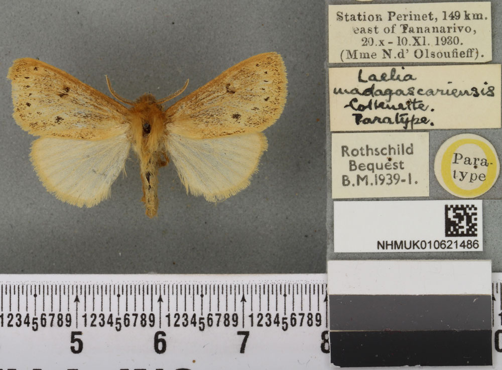 /filer/webapps/moths/media/images/M/madagascariensis_Laelia_PTF_BMNH_01a.jpg