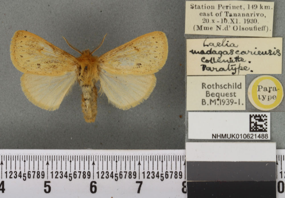 /filer/webapps/moths/media/images/M/madagascariensis_Laelia_PTF_BMNH_02a.jpg
