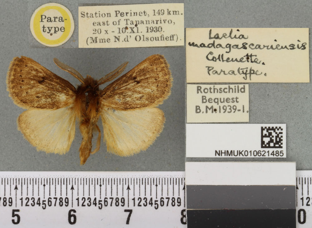 /filer/webapps/moths/media/images/M/madagascariensis_Laelia_PTM_BMNH_01a.jpg