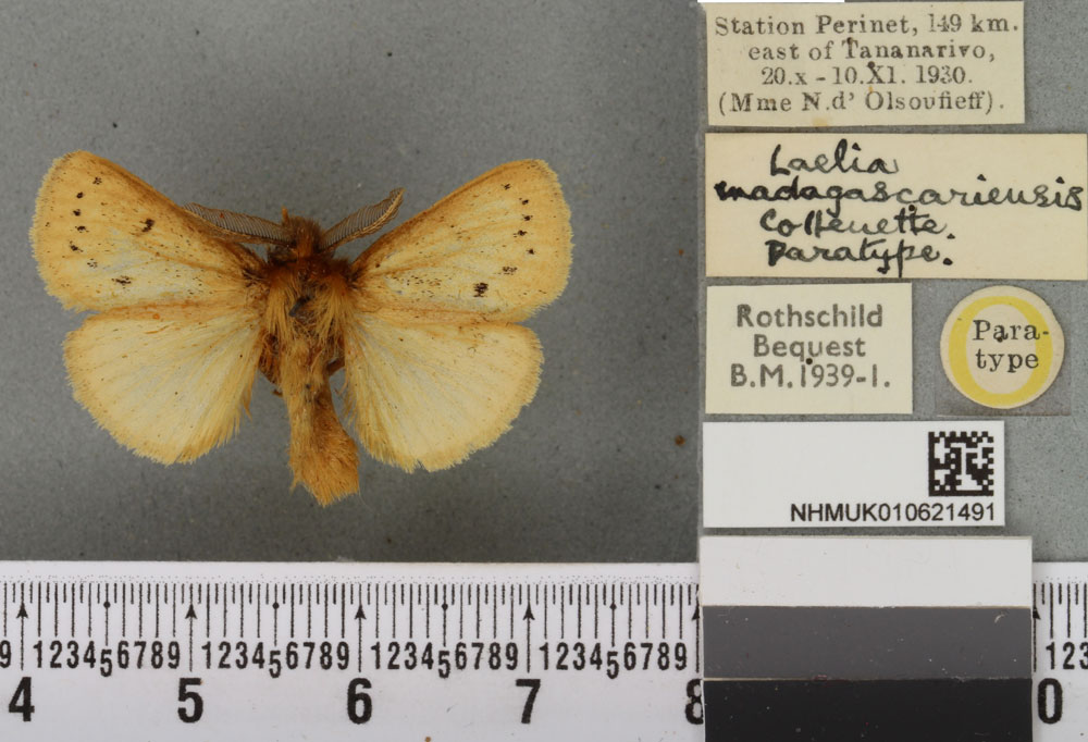 /filer/webapps/moths/media/images/M/madagascariensis_Laelia_PTM_BMNH_02a.jpg