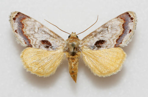 /filer/webapps/moths/media/images/M/madagascariensis_Madathisanotia_F.jpg