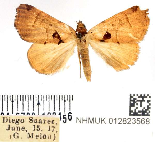 /filer/webapps/moths/media/images/M/madagascariensis_Marcipa_AF_BMNH.jpg