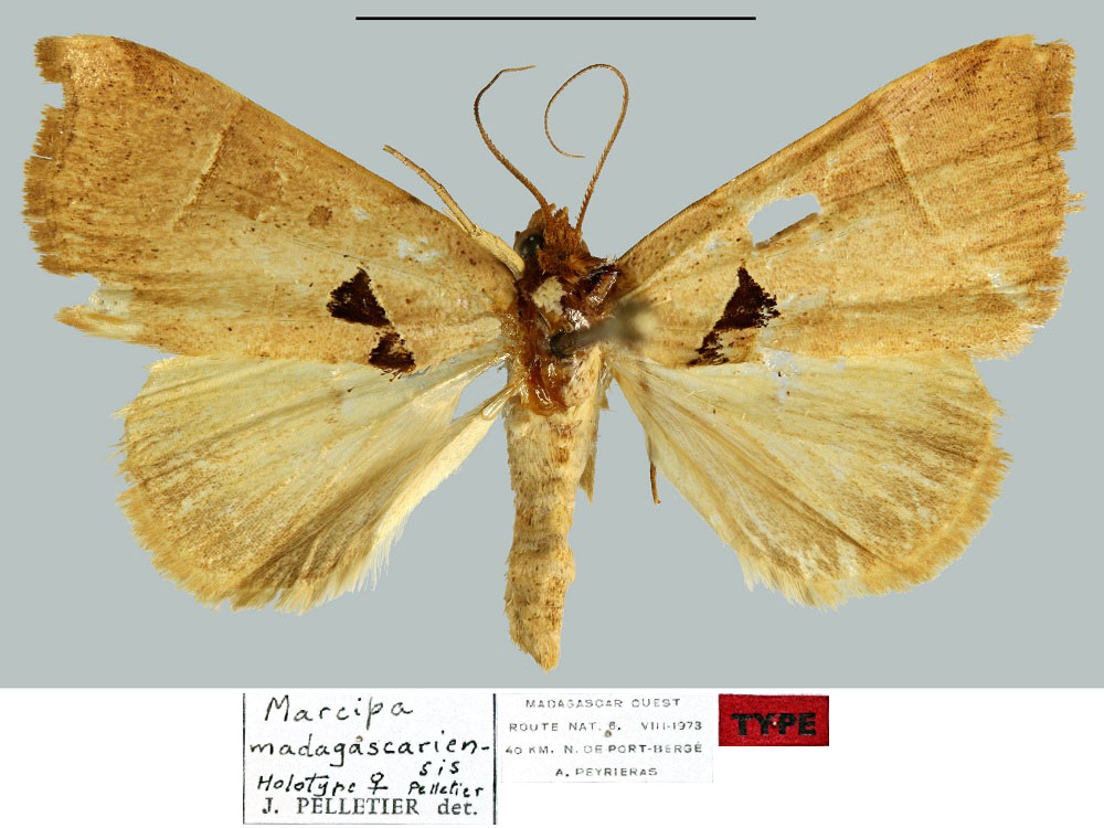 /filer/webapps/moths/media/images/M/madagascariensis_Marcipa_HT_MNHN.jpg
