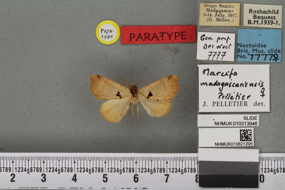 /filer/webapps/moths/media/images/M/madagascariensis_Marcipa_PTF_BMNHa.jpg