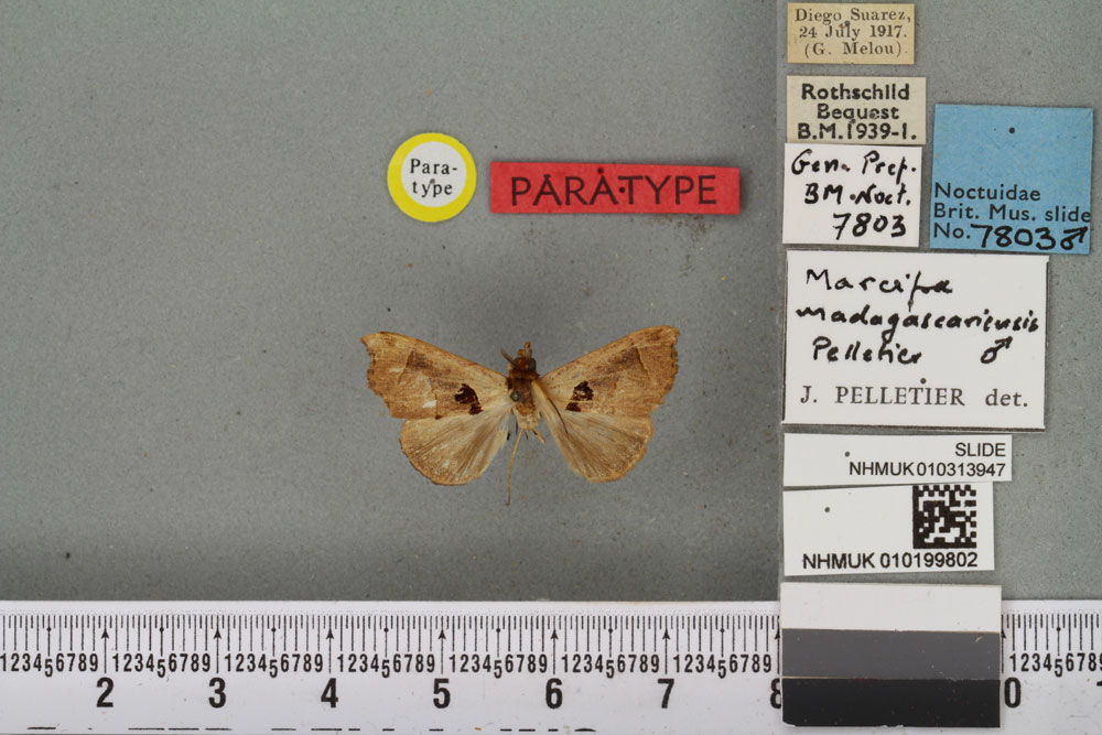 /filer/webapps/moths/media/images/M/madagascariensis_Marcipa_PTM_BMNHa.jpg