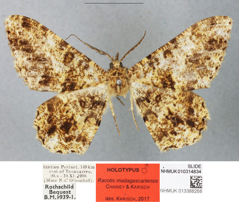 /filer/webapps/moths/media/images/M/madagascariensis_Racotis_HT_BMNHa.jpg