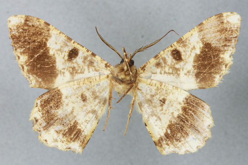 /filer/webapps/moths/media/images/M/madagascariensis_Racotis_HT_BMNHb.jpg