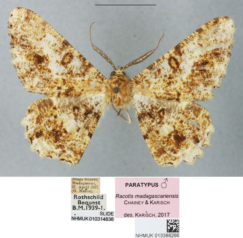 /filer/webapps/moths/media/images/M/madagascariensis_Racotis_PTM_BMNH_01.jpg