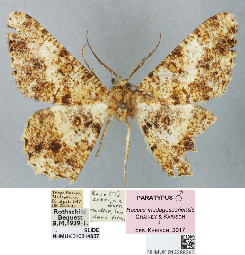 /filer/webapps/moths/media/images/M/madagascariensis_Racotis_PTM_BMNH_02.jpg