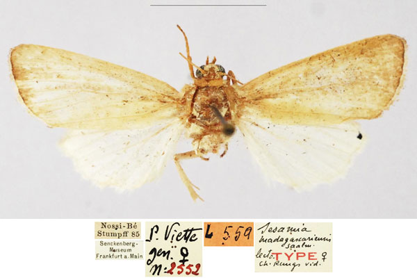 /filer/webapps/moths/media/images/M/madagascariensis_Sesamia_LT_SNMF.jpg