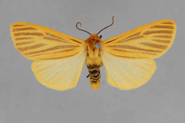 /filer/webapps/moths/media/images/M/madagascariensis_Toulgarctia_A_BMNH.jpg