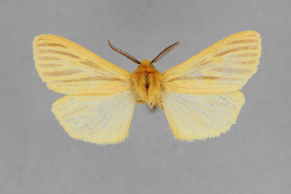/filer/webapps/moths/media/images/M/madagascariensis_Toulgarctia_HT_BMNH.jpg