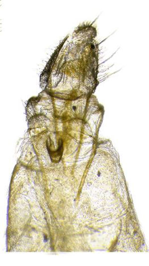 /filer/webapps/moths/media/images/M/madagascariensis_Yponomeuta_GFHT_NASU_295.jpg