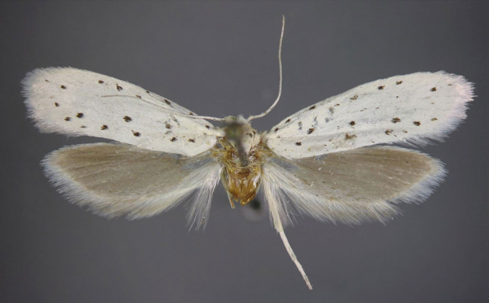 /filer/webapps/moths/media/images/M/madagascariensis_Yponomeuta_HT_NASU.jpg
