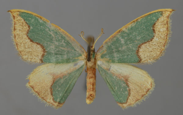 /filer/webapps/moths/media/images/M/madecassa_Chlorodrepana_AM_ZSM_01.jpg