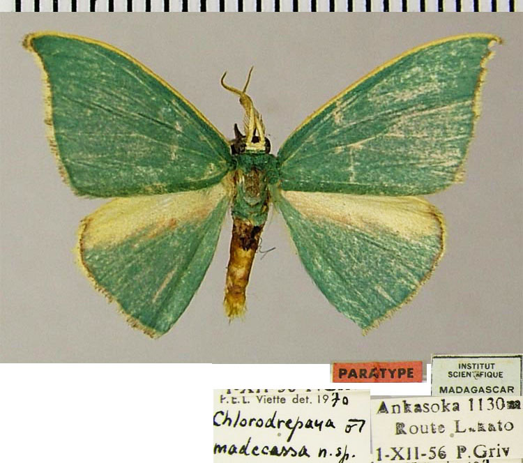 /filer/webapps/moths/media/images/M/madecassa_Chlorodrepana_PT_ZSM_01.jpg