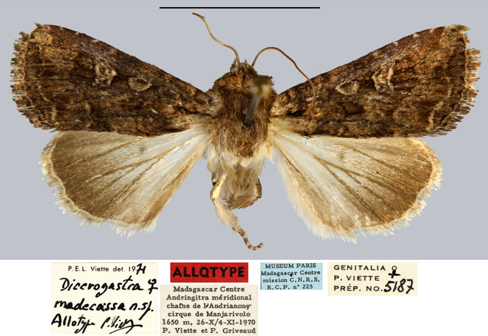 /filer/webapps/moths/media/images/M/madecassa_Dicerogastra_AT_MNHN.jpg