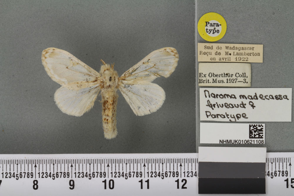 /filer/webapps/moths/media/images/M/madecassa_Naroma_PTF_BMNHa.jpg