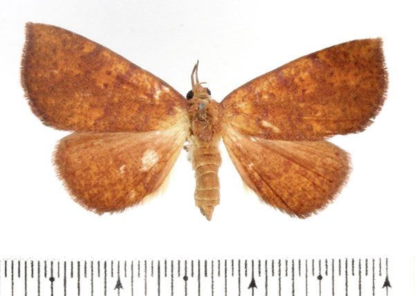 /filer/webapps/moths/media/images/M/madecassa_Phlogochroa_AF_BMNH_01.jpg