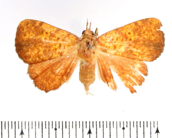 /filer/webapps/moths/media/images/M/madecassa_Phlogochroa_AF_BMNH_02.jpg