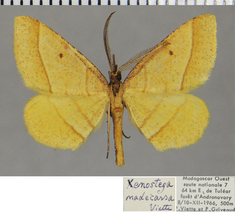 /filer/webapps/moths/media/images/M/madecassa_Sphyrocosta_AM_ZSMa.jpg