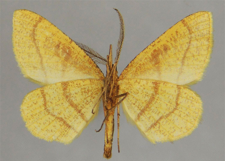 /filer/webapps/moths/media/images/M/madecassa_Sphyrocosta_AM_ZSMb.jpg