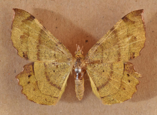 /filer/webapps/moths/media/images/M/madecassaria_Erastria_AF_Butler_01.jpg