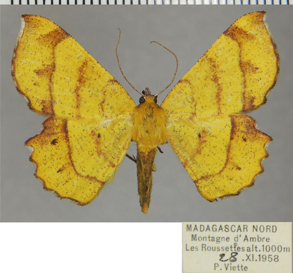 /filer/webapps/moths/media/images/M/madecassaria_Erastria_AF_ZSM.jpg