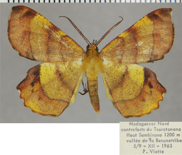 /filer/webapps/moths/media/images/M/madecassaria_Erastria_AM_ZSMa.jpg