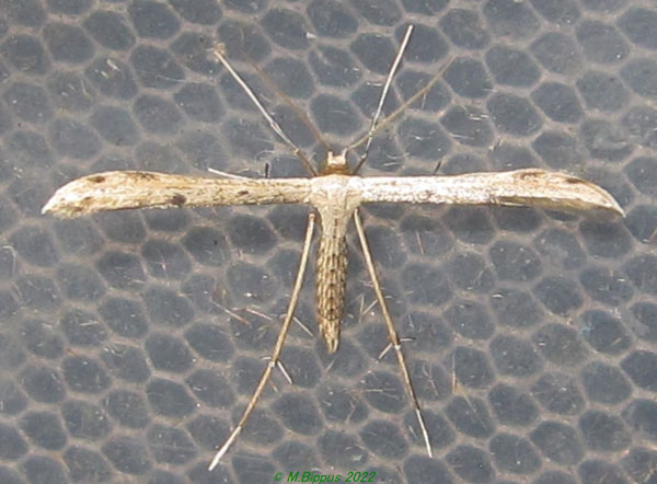 /filer/webapps/moths/media/images/M/madecasseus_Hellinsia_AM_Bippus.jpg