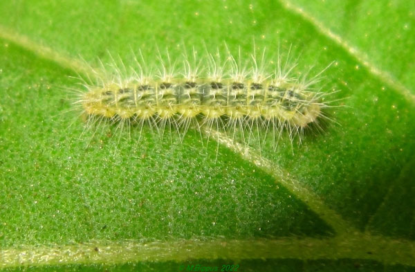 /filer/webapps/moths/media/images/M/madecasseus_Hellinsia_C_Bippusa.jpg