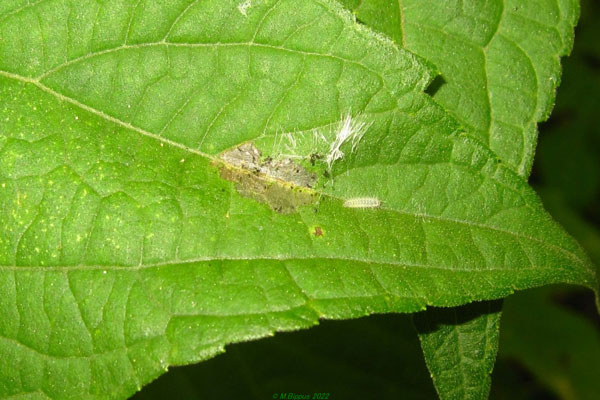 /filer/webapps/moths/media/images/M/madecasseus_Hellinsia_C_Bippusb.jpg