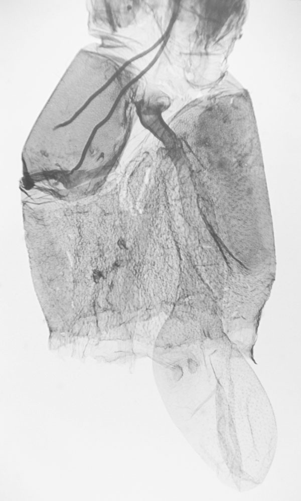 /filer/webapps/moths/media/images/M/madecasseus_Hellinsia_GF_MNHN.jpg