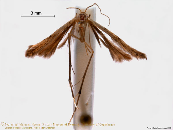 /filer/webapps/moths/media/images/M/madecasseus_Paulianilus_A_ZMUC.jpg