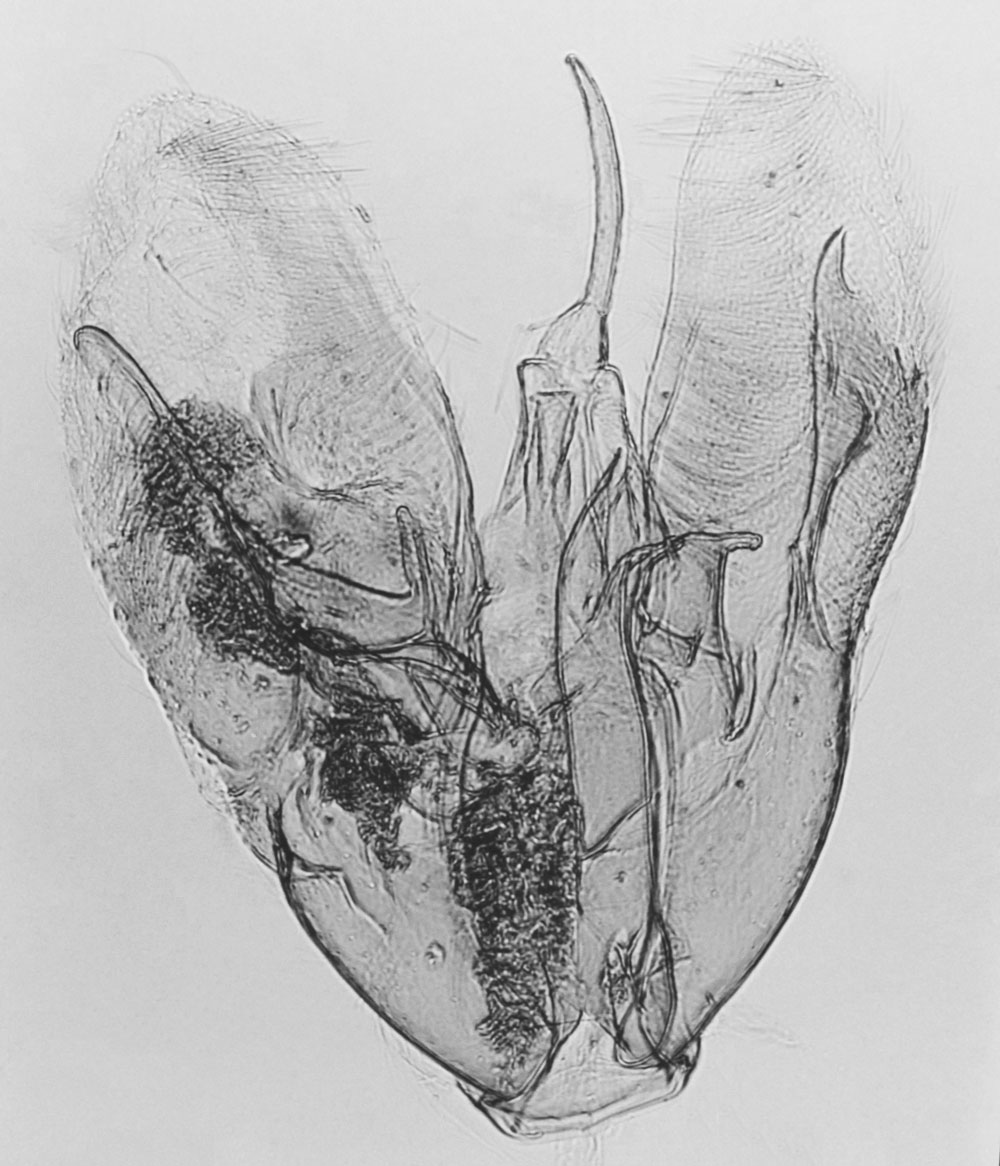 /filer/webapps/moths/media/images/M/madecasseus_Pterophorus_GMHT_MNHN_M20.jpg