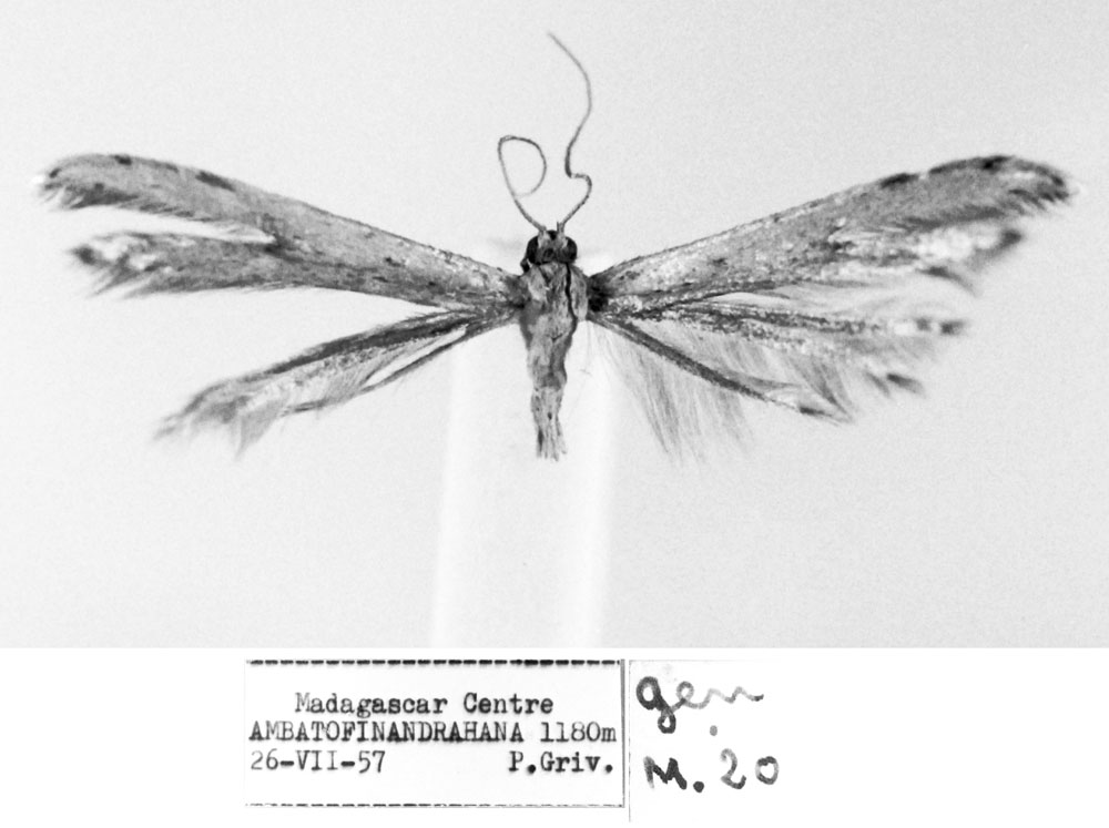 /filer/webapps/moths/media/images/M/madecasseus_Pterophorus_HT_MNHN.jpg