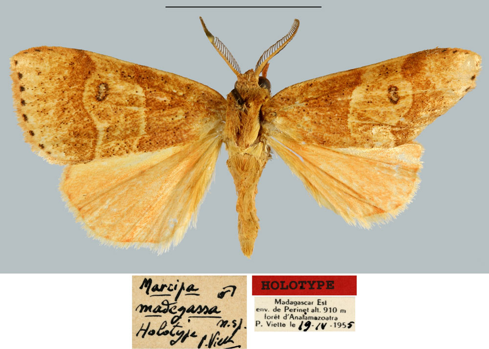 /filer/webapps/moths/media/images/M/madegassa_Marcipa_HT_MNHN.jpg