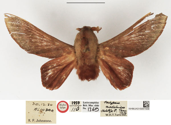 /filer/webapps/moths/media/images/M/madelineae_Pachypasa_HT_NHMUK.jpg