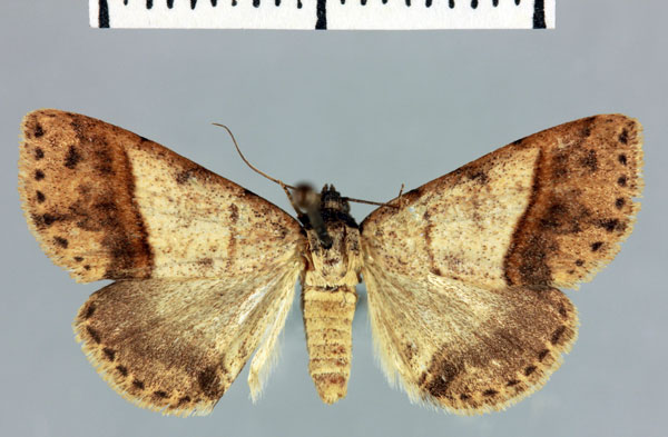 /filer/webapps/moths/media/images/M/mademalis_Megarthria_HT_MNHN.jpg