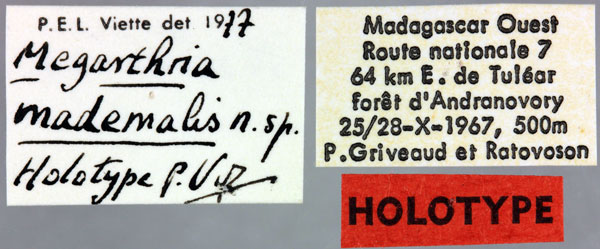 /filer/webapps/moths/media/images/M/mademalis_Megarthria_HT_MNHNl.jpg